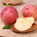 Nueva cultivo Qinguan Fuji Fresh Apple Fruits